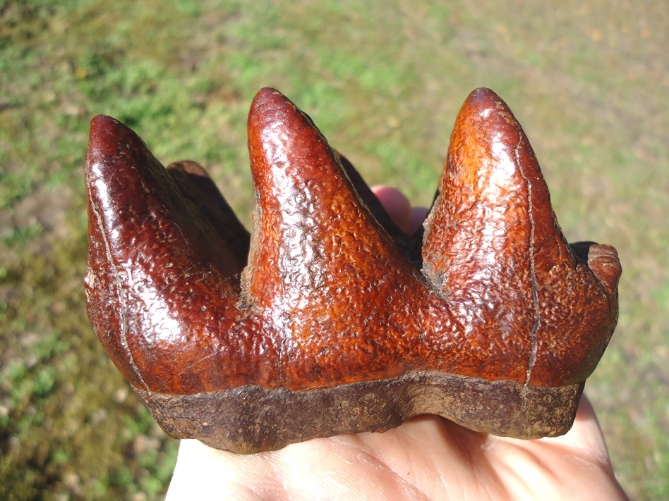 World Class Brick Red Mastodon Tooth